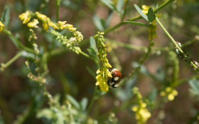 A plant with yellow flowers, with a bee on it